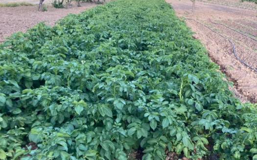 Venta de terreno cerca de Añora, Dos Torres y Pozoblanco